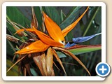 BIRD OF PARADISE